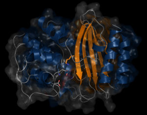 plague_beta-lactamase