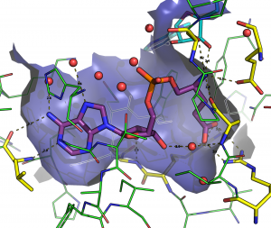 plague_glutamsynthetase